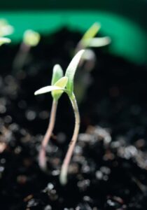 Tomatensämling in der Erde