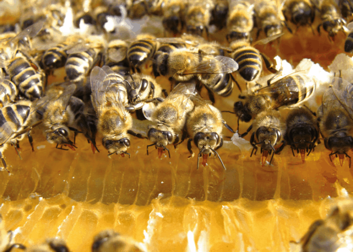 Bienen bei der Arbeit