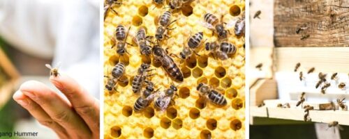 Bienen im Flug, auf einer Wabe und am Finger