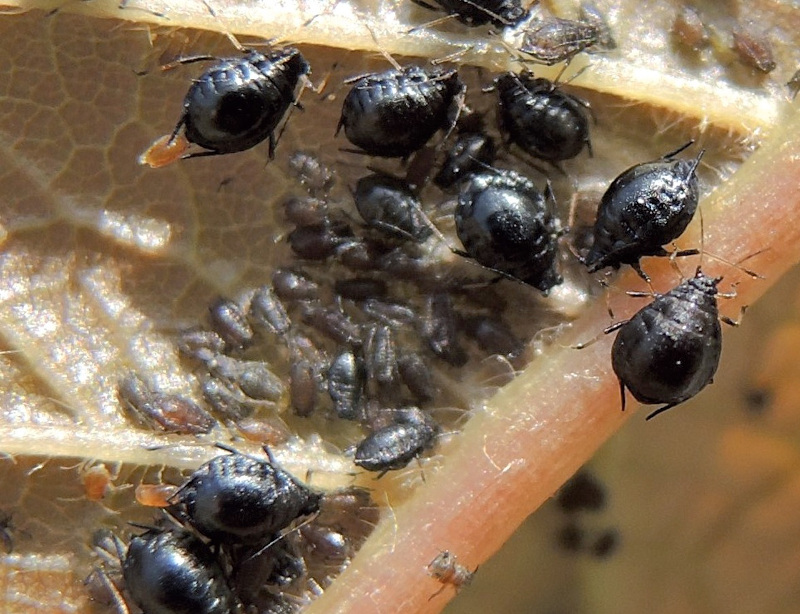 schwarze Blattläuse und Jungtiere