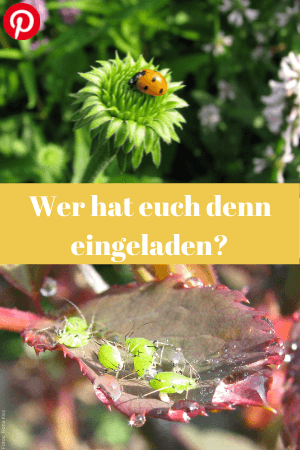 Wer hat euch denn eingeladen?