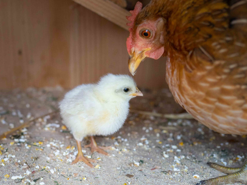 Huhn und Küken