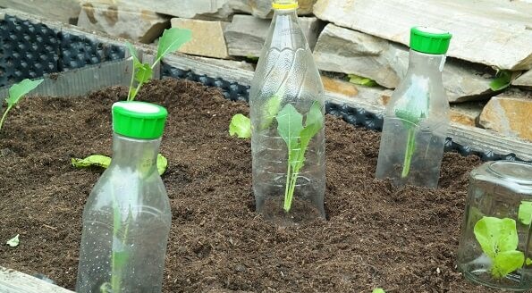 PET-Flaschen für die Jungspunde unter deinen Pflanzen