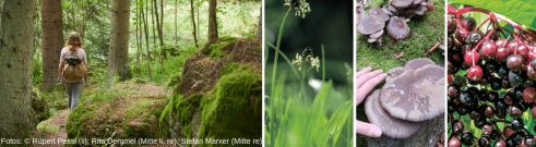 Mach dich auf in den Wald - und entdecke viele Naturschätze!