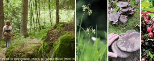 Mach dich auf in den Wald - und entdecke viele Naturschätze!