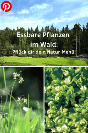 Essbare Pflanzen im Wald: Pflück dir dein Natur-Menü!