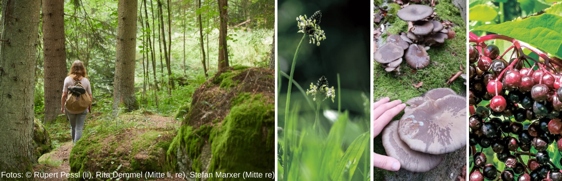 Mach dich auf in den Wald - und entdecke viele Naturschätze!