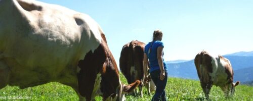 Christina Bauer auf der Alm mit Kühen