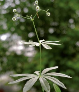 Waldmeister