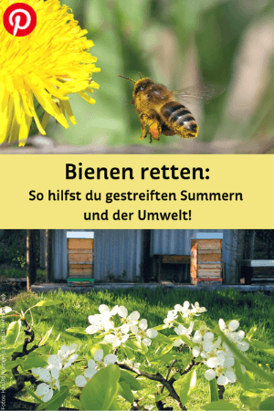 Biene mit Blüte und Bienenstöcke