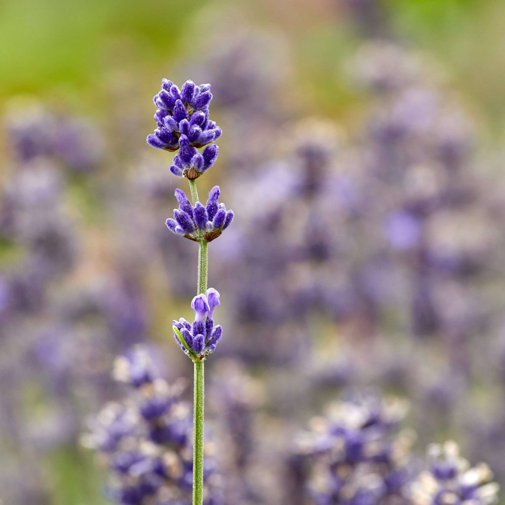 Bienen lieben blühende Lavendelfelder