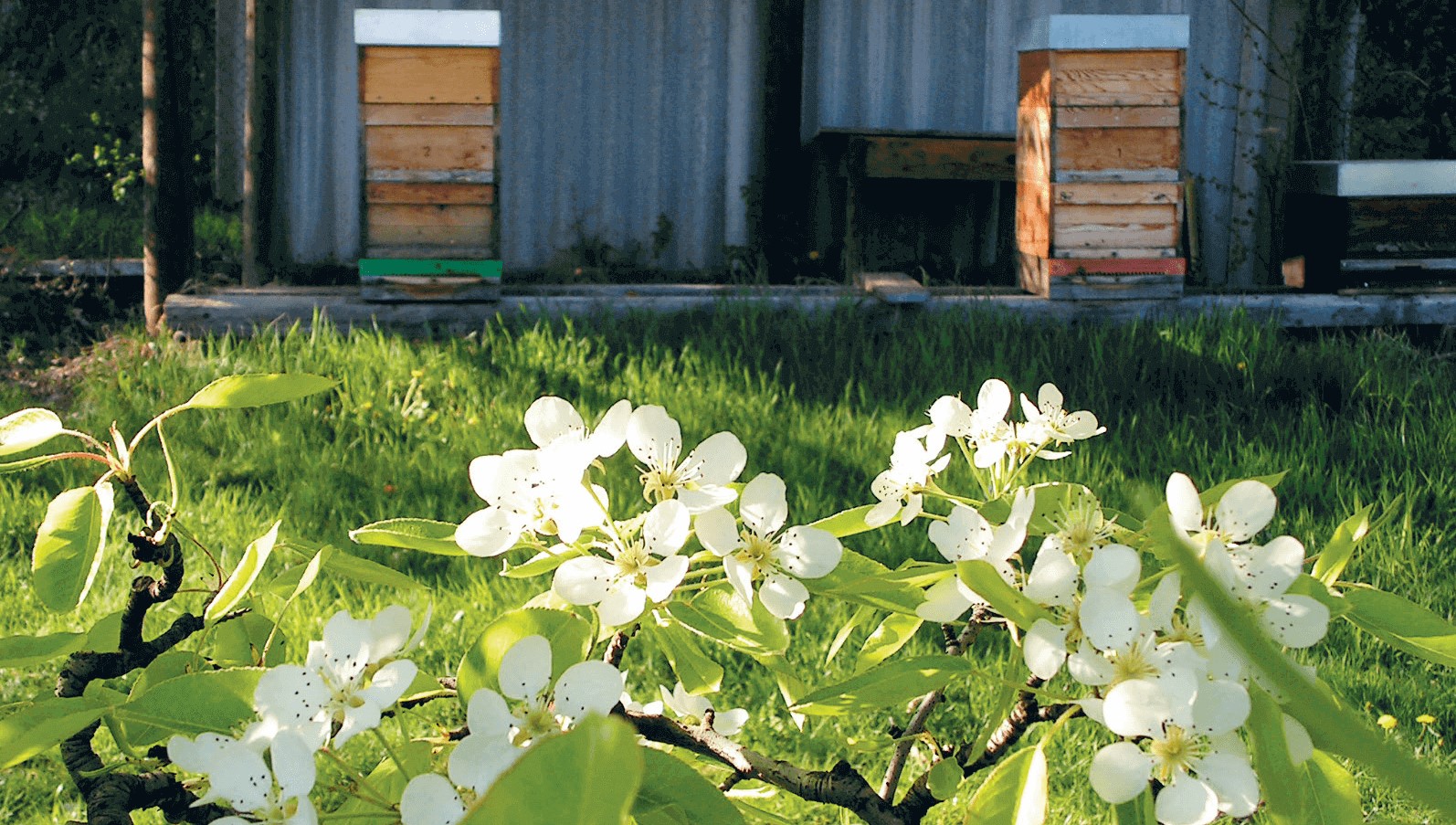 Diese Blüten besuchen die Bienen gerne