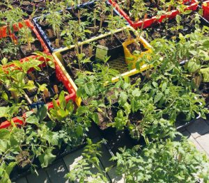 Kisten mit unterschiedlichen Jungpflanzen für das Market Gardening