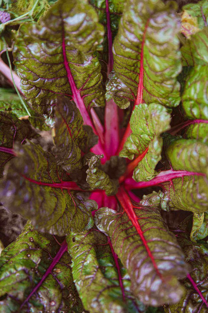 rot leuchtender Mangold