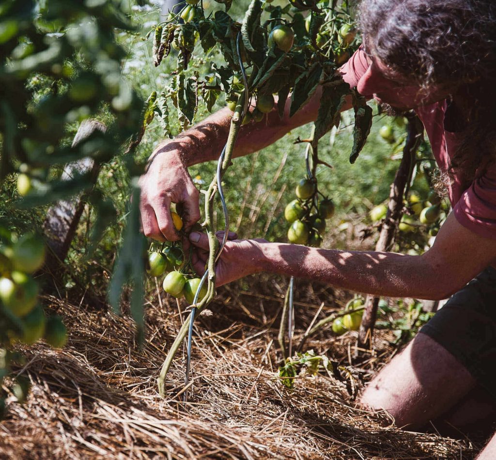 Tomatenstrauch umgeben von Mulch