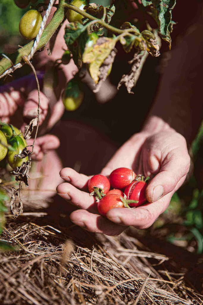 rote Cherry-Tomaten in Hand