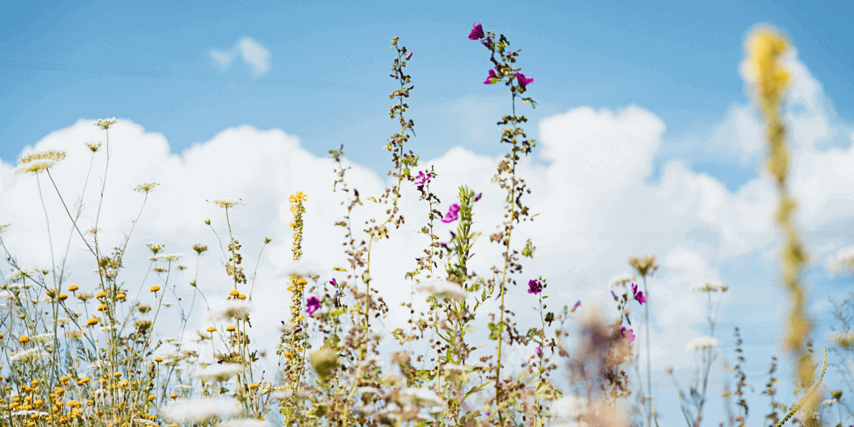 blühende Bienenweide