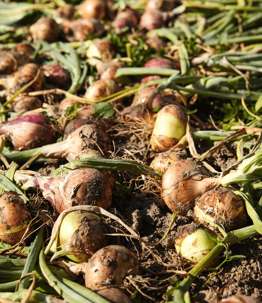 Zwiebeln im Beet