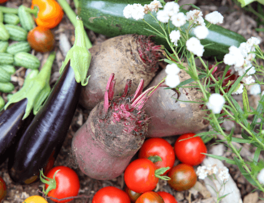 frisch geerntetes Gemüse