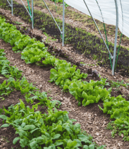 Beet anlegen ohne Umgraben Anleitung Löwenzahn