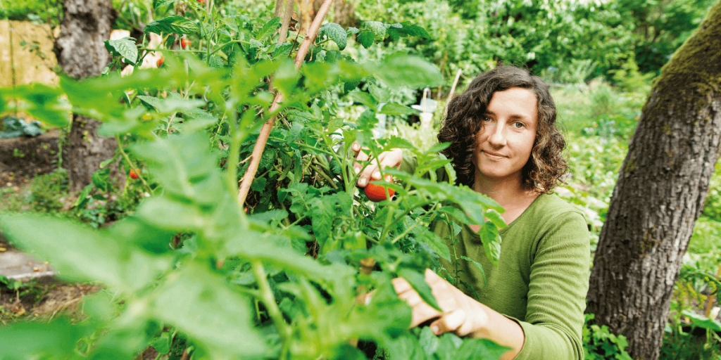 Frau zwischen Tomatensträuchern 