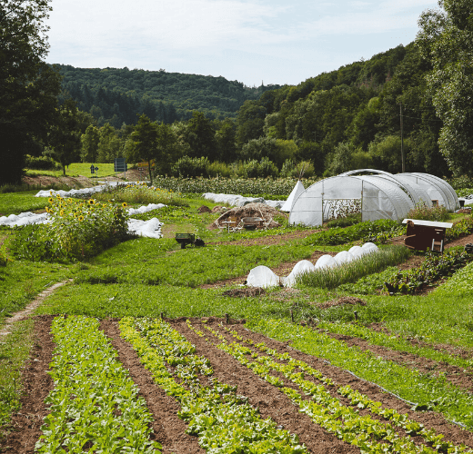 Feld einer regenerativen Landwirtschaft