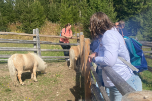 Löwenzähne im Streichelzoo