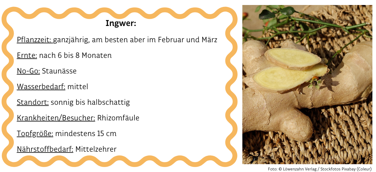 Ingwer neben Infobox