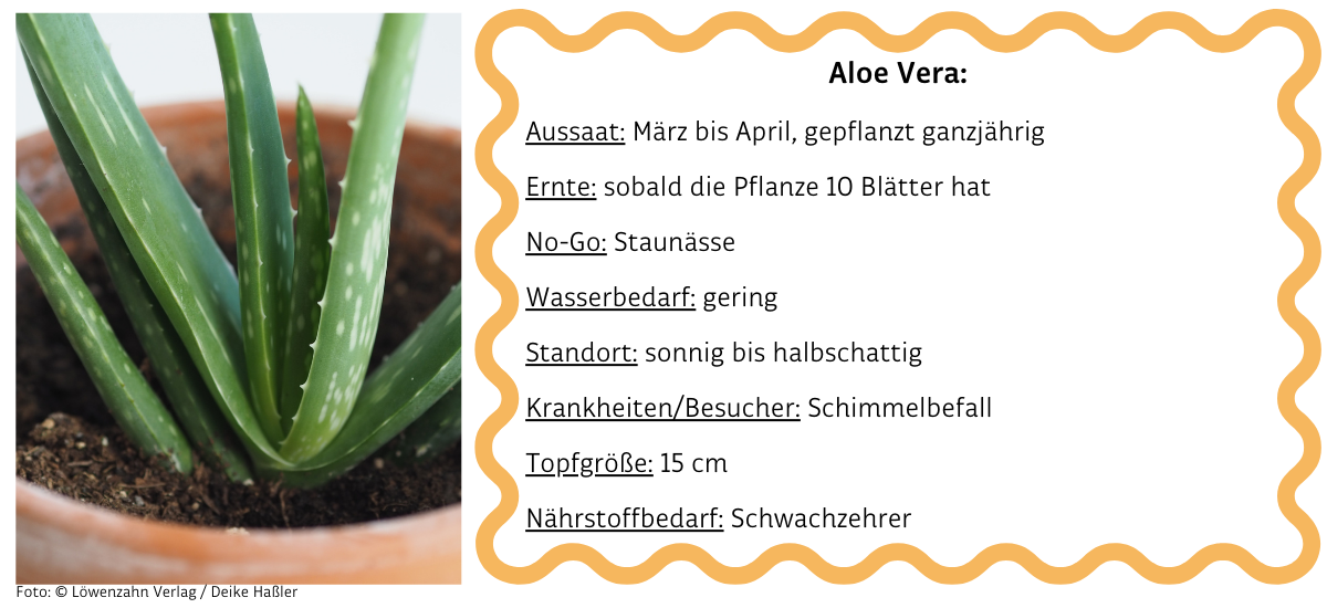 Aloe Vera neben Infobox