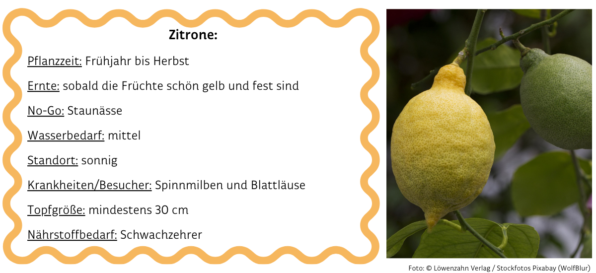 Zitrone neben Infobox