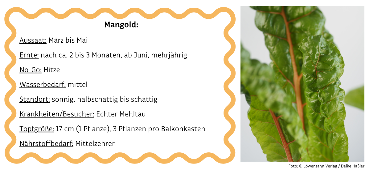 Mangold neben Infobox