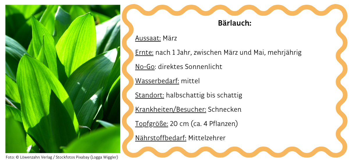 Bärlauch neben Infobox